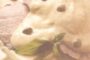 vitel thonne